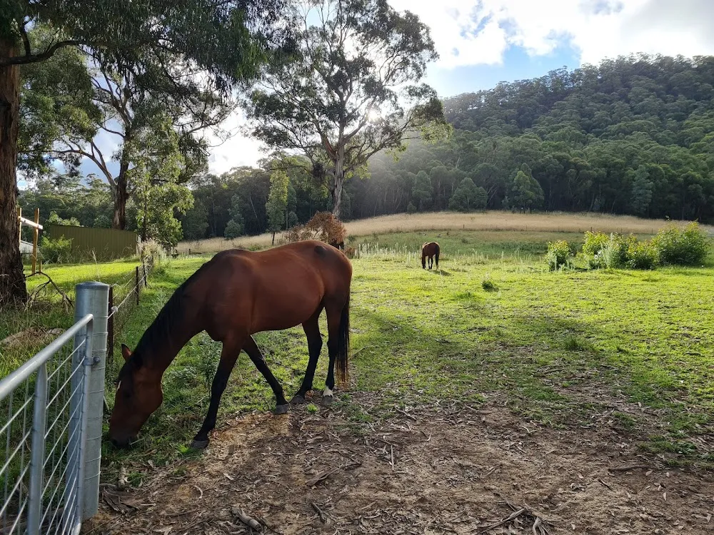 Horses grazing in the paddock